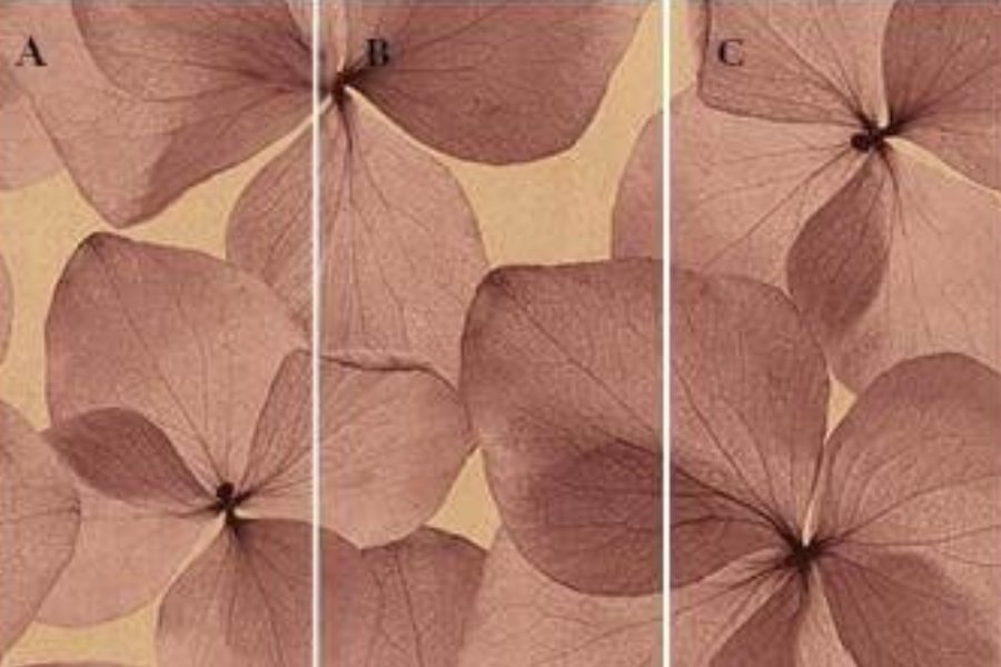 GD82609 ZF 38 STEPHEN COFFEE 1