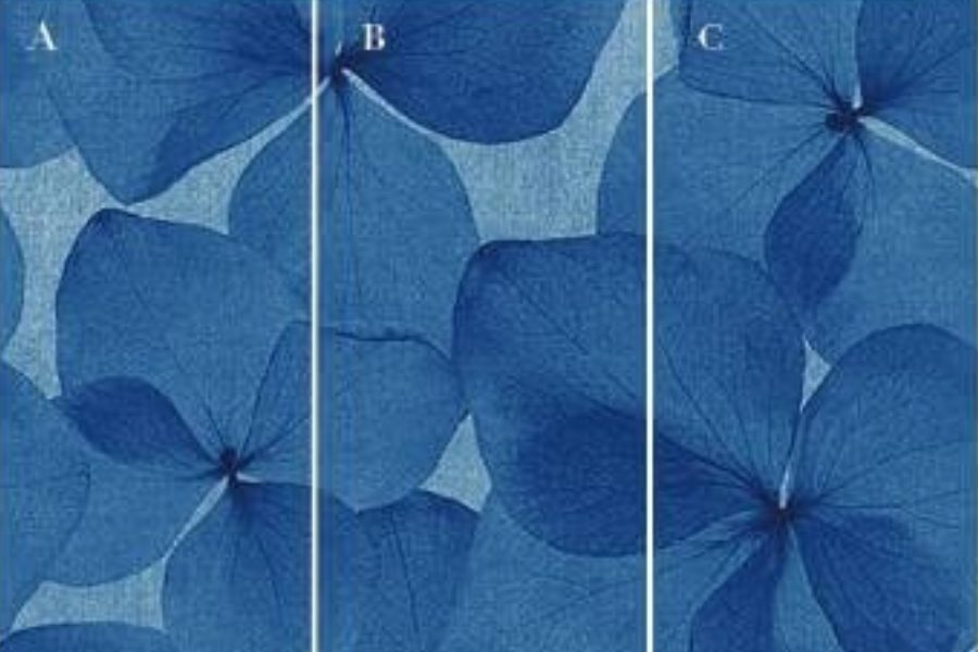 GD82609 ZF 39 STEPHEN BLUE 1